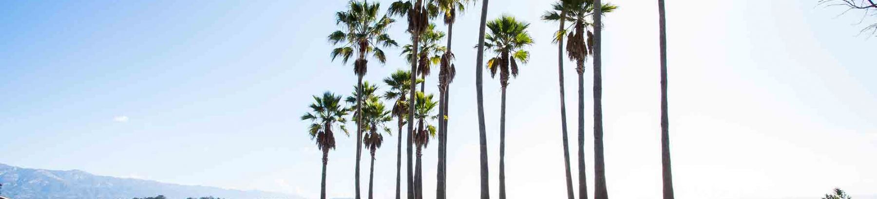 UCSB Palm Trees